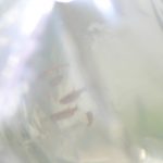 水温合わせ　ボララス・マキュラータ